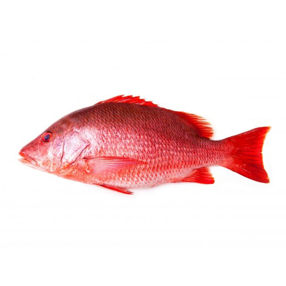 Red Snapper