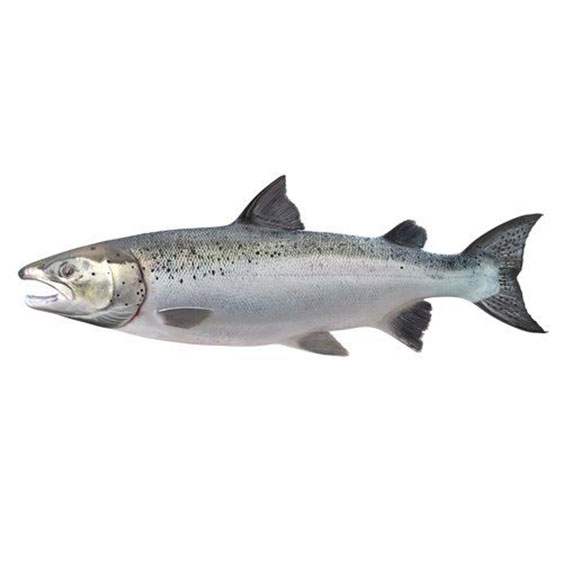 Atlantic Salmon