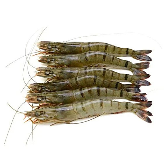 Black Tiger Shrimp